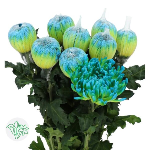 Chrysanthemum Dyed Antonov Dbl Mint