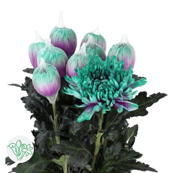 Chrysanthemum Dyed Antonov Ibiza