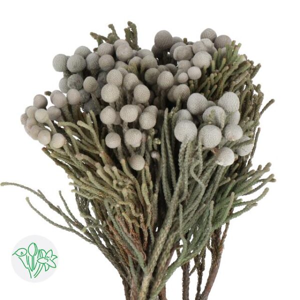 Brunia Silver