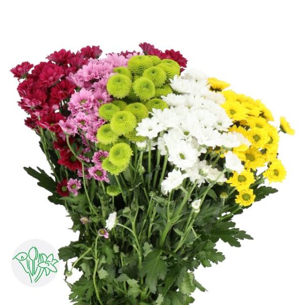 Chrysanthemum Santini Mixed