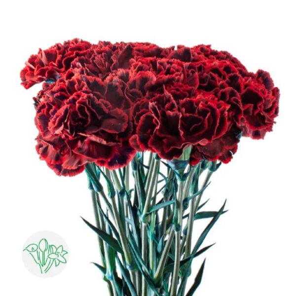 Carnation Dyed Flamenco