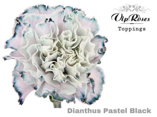 Carnation Dyed Pastel Black