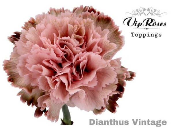 Carnation Dyed Vintage