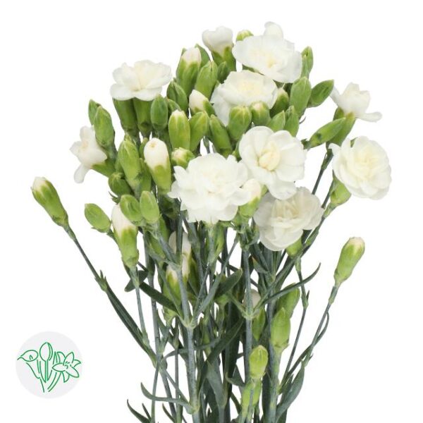 Carnation Spray White Fleurette