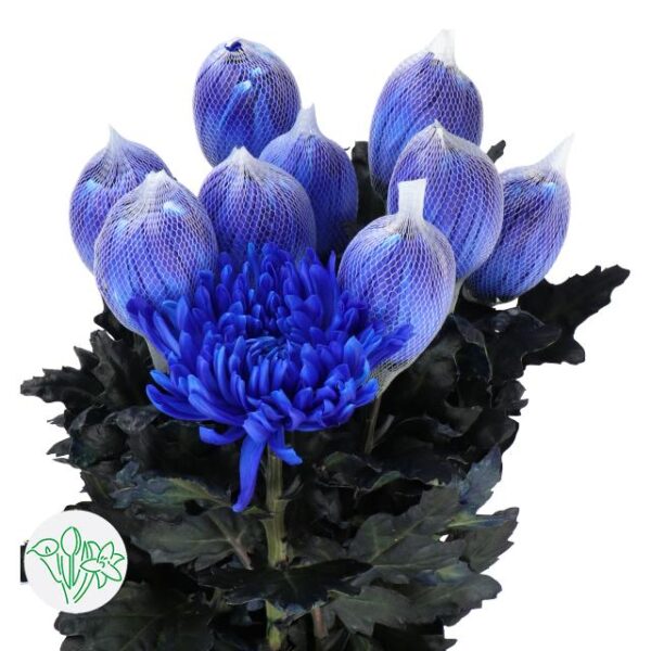 Chrysanthemum Dyed Antonov Dark Blue