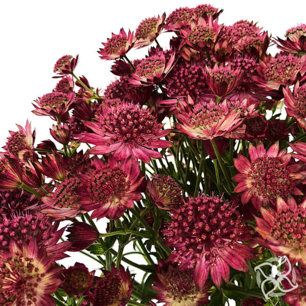 Astrantia Burgundy