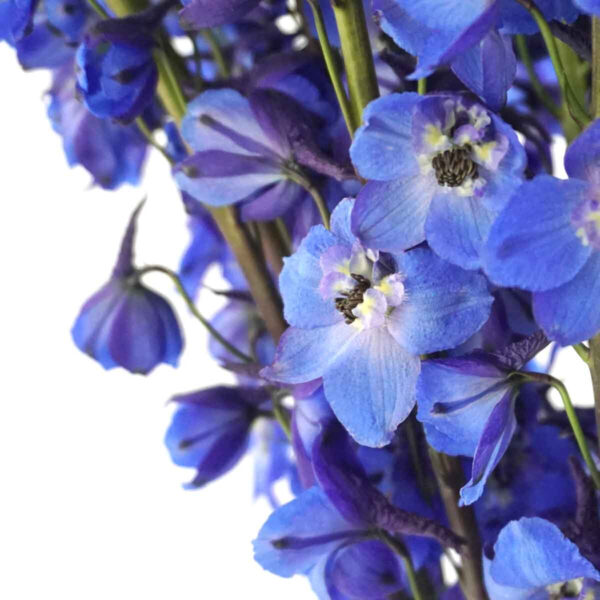 Delphinium Sea Waltz