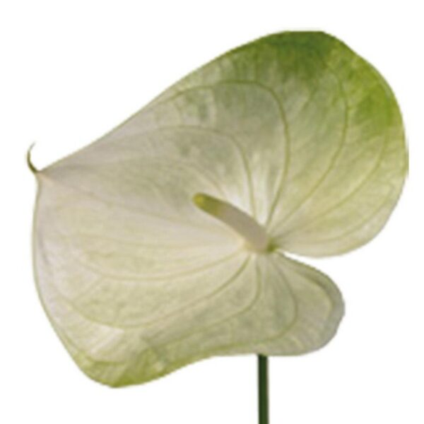 Anthurium Grace