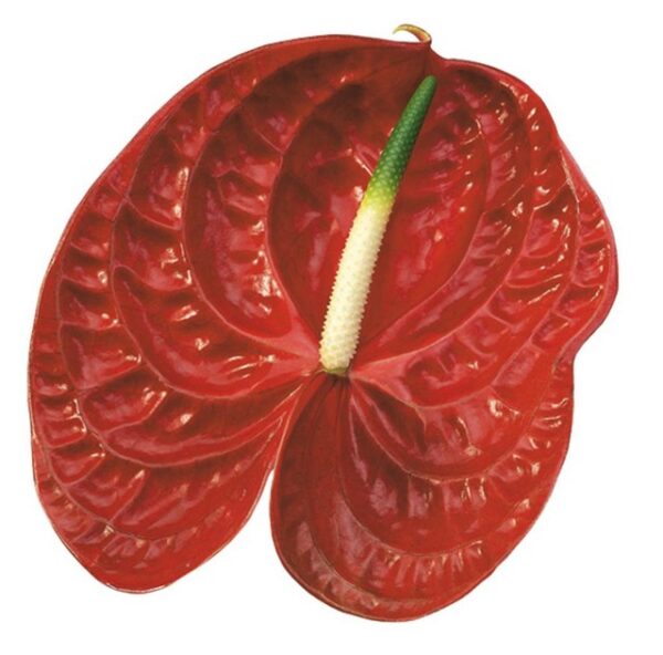 Anthurium Calisto