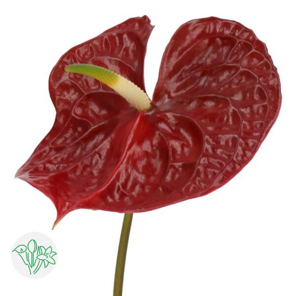 Anthurium Tropic Night