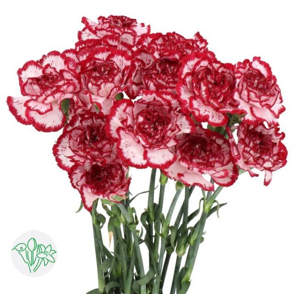 Carnation Olympia