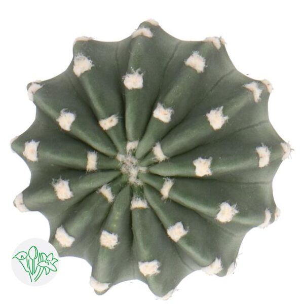 Cactus Echinopsis Subdenudata