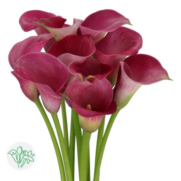 Calla Captain Romance
