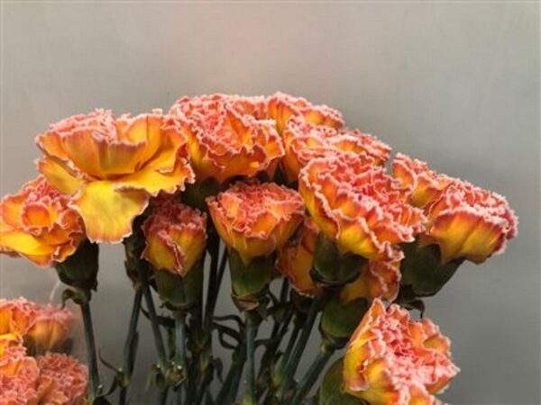 Carnation Dyed Moonshine
