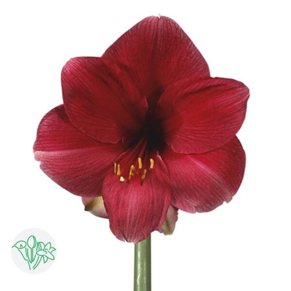 Amaryllis Telstar