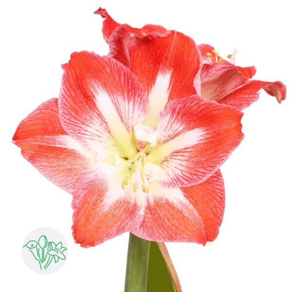 Amaryllis Minerva
