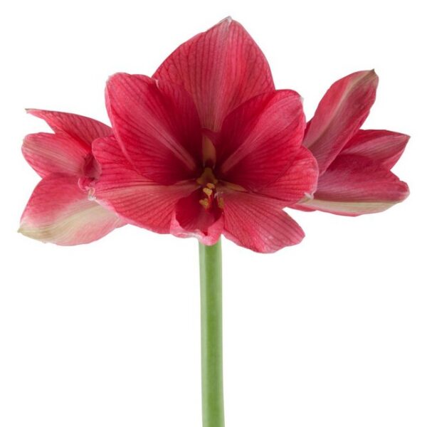 Amaryllis Hercules