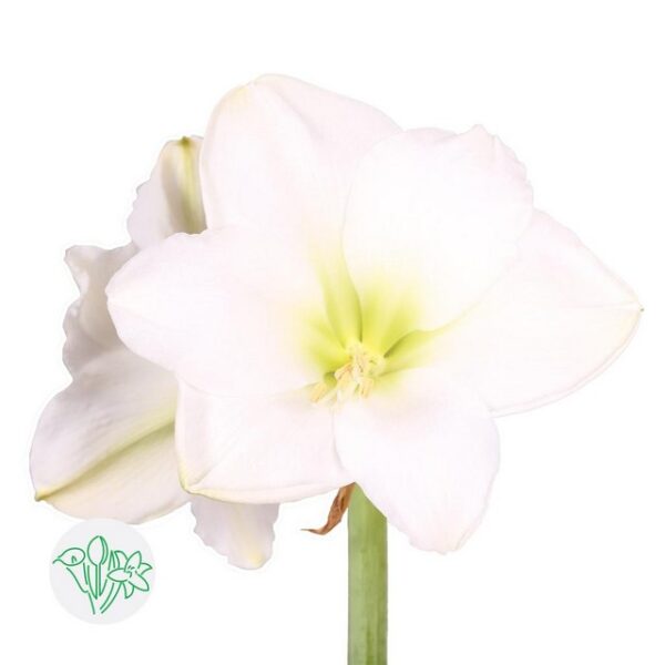 Amaryllis Christmas Gift