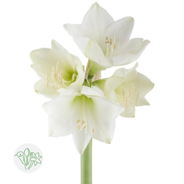 Amaryllis Mont Blanc