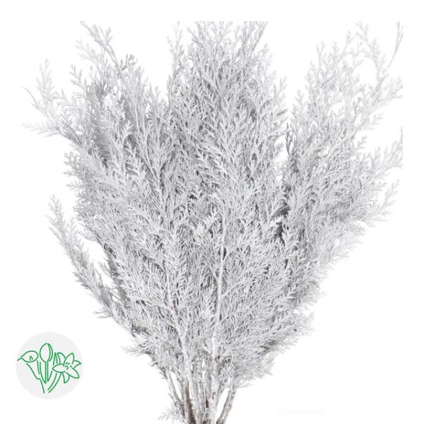 Chamaecyparis Dyed Silver