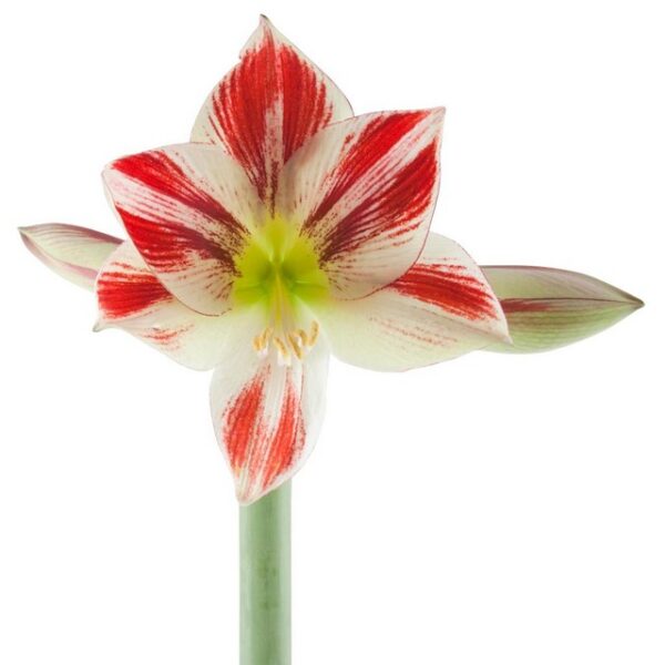 Amaryllis Ambiance