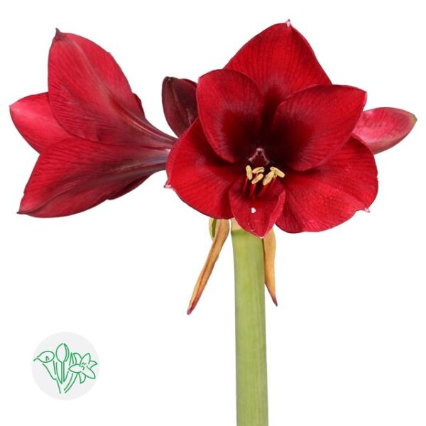 Amaryllis Royal Velvet