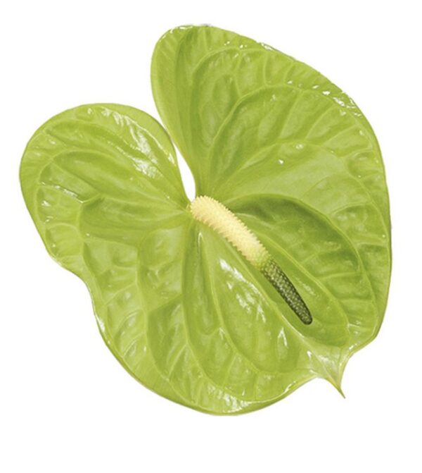 Anthurium Midori