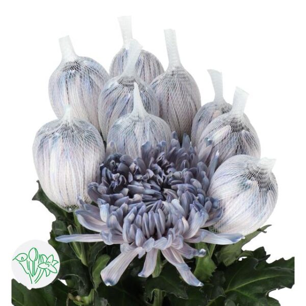 Chrysanthemum Dyed Antonov Grey