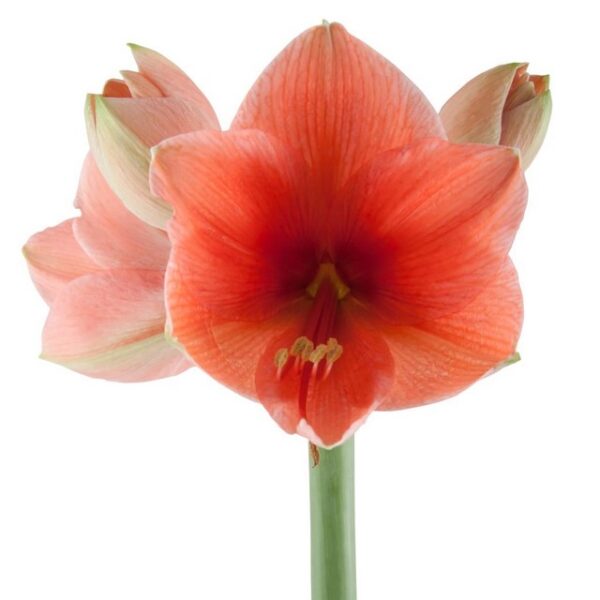 Amaryllis Desire