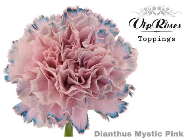 Carnation Dyed Mystic Pink