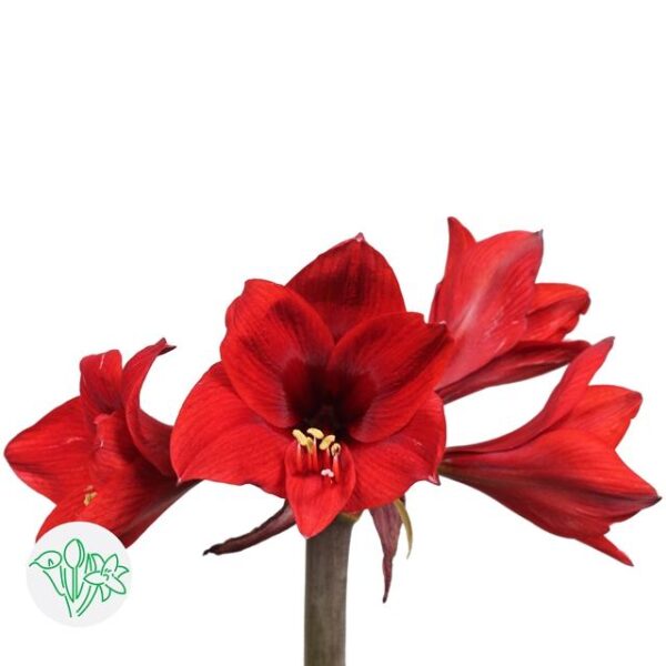 Amaryllis Rapido Mini