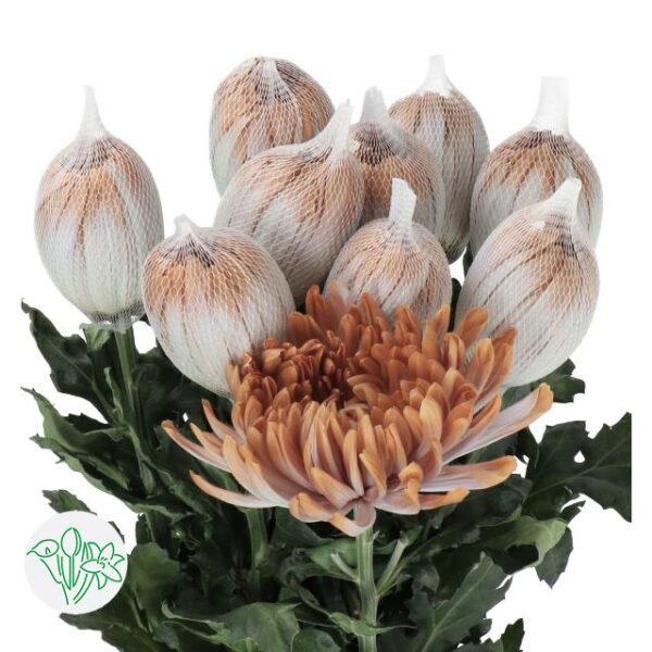 Chrysanthemum Dyed Antonov Latte