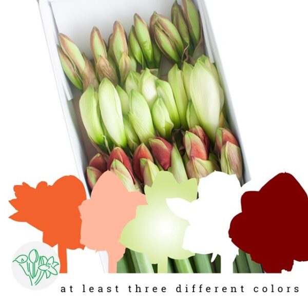 Amaryllis Mixed