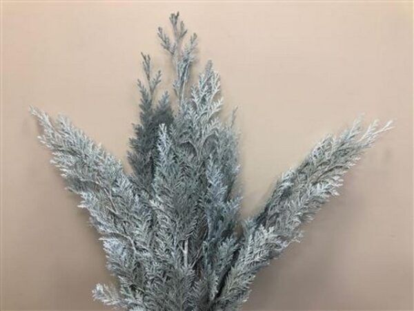 Chamaecyparis Dyed Light Blue