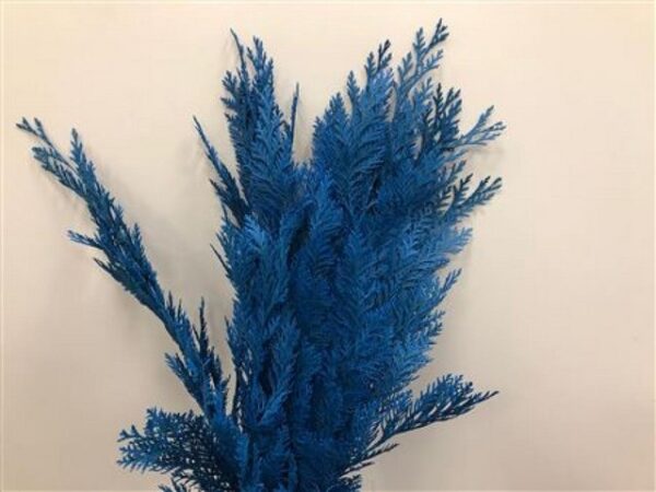 Chamaecyparis Dyed Blue