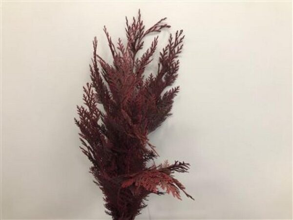 Chamaecyparis Dyed Burgundy