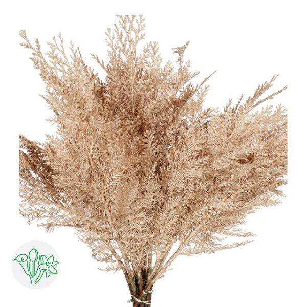 Chamaecyparis Dyed Copper