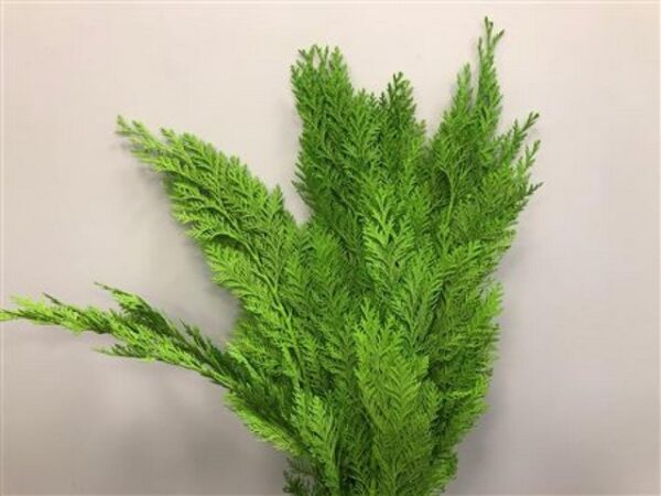 Chamaecyparis Dyed Green
