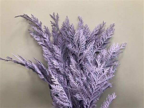 Chamaecyparis Dyed Light Milka