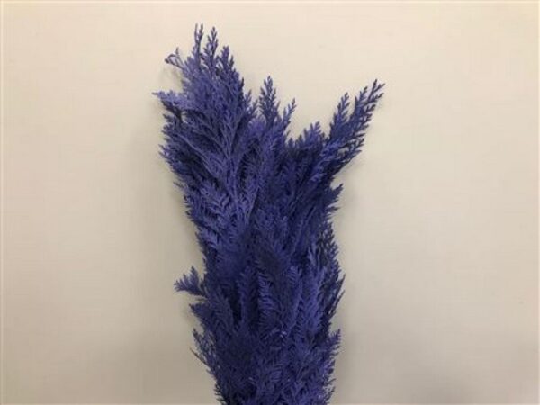 Chamaecyparis Dyed Lila