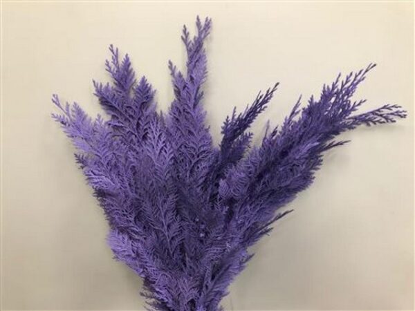 Chamaecyparis Dyed Milka