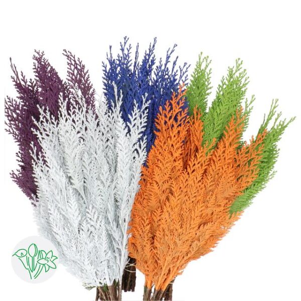 Chamaecyparis Dyed Assorted