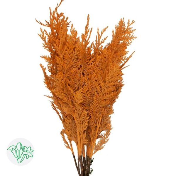 Chamaecyparis Dyed Orange