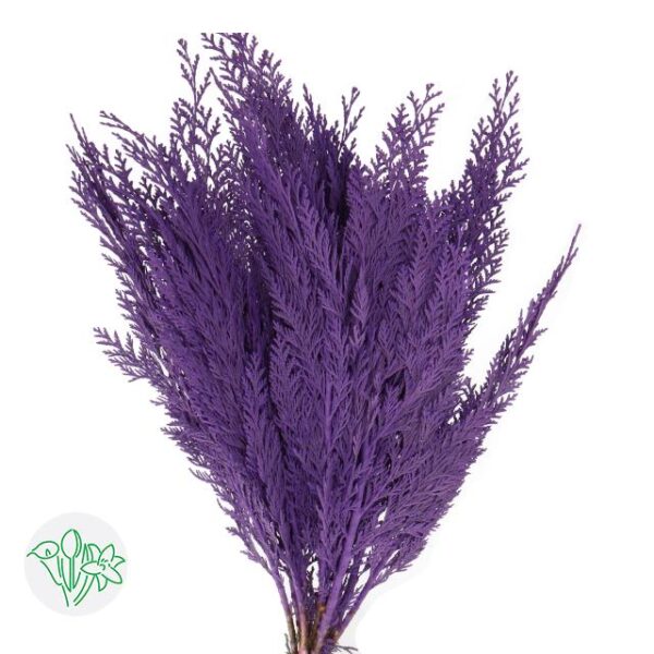 Chamaecyparis Dyed Purple