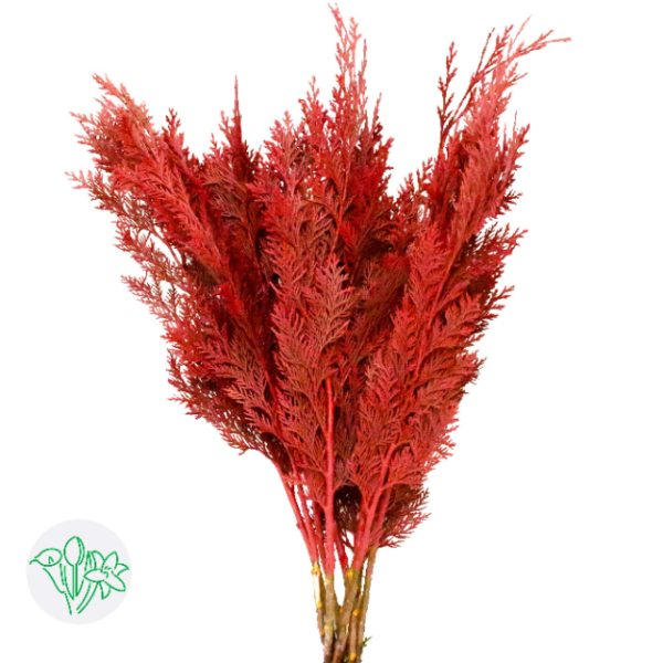 Chamaecyparis Dyed Red