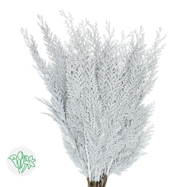 Chamaecyparis Dyed White
