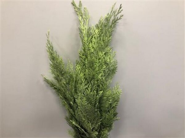 Chamaecyparis Dyed Mint Green