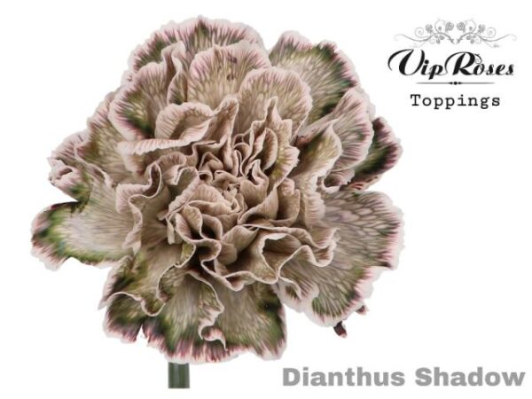Carnation Dyed Shadow