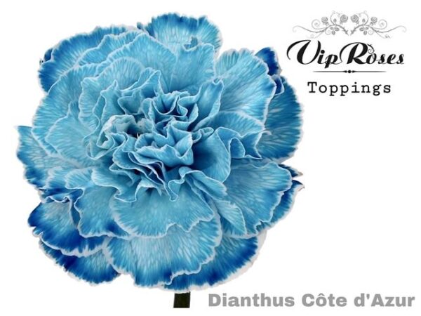 Carnation Dyed Cote Dazur
