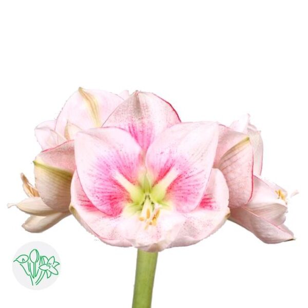Amaryllis Exception